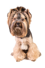 Adorable and cute Yorkshire terrier sitting. Isolated on white. 