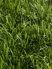Grass full frame
