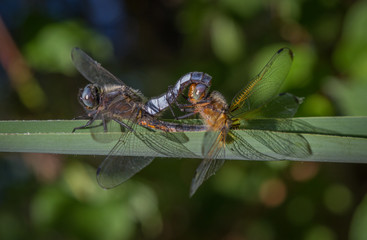 Dragon flies mating in the sun