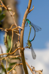 Dmaselflies mating