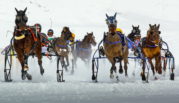 white turf - St. Moritz