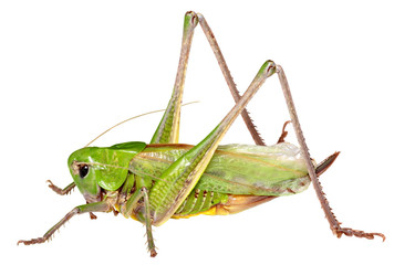 Grasshopper in front of white background