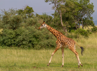 Running Giraffe