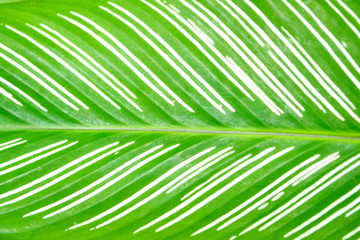 Leaves, close-up