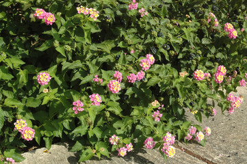 Lantana 54