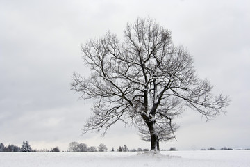 solitary tree in winter