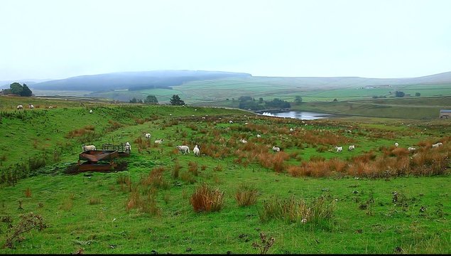 grassholme reservoir uk