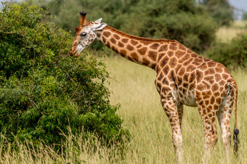 Rotschild's giraffe eating