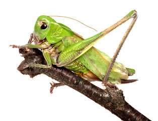 Grasshopper in front of white background