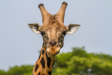 Rotschild's giraffe