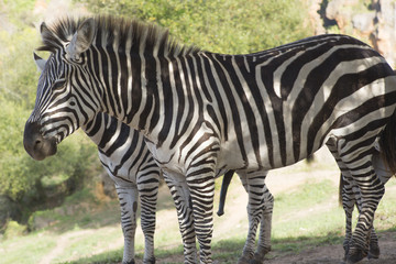 Fototapeta na wymiar zebra's in a field