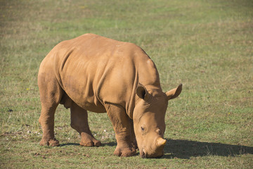 Obraz premium adult rhino on grassland