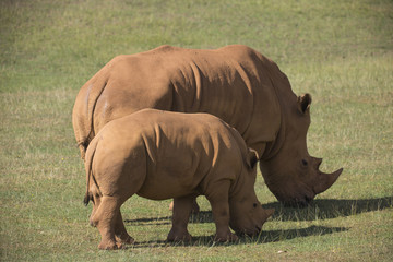 Obraz premium adult and baby rhinos on grassland