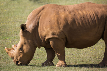 Obraz premium adult rhino on grassland
