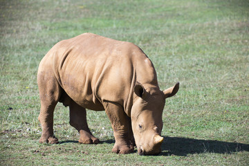 baby rhino on grassland