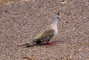 Crested pigeon, Australie