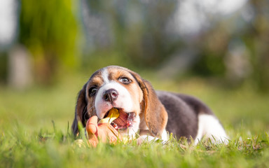 Growth of Puppy Teeth - Beagle dog
