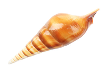 Seashell isolated on white