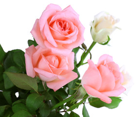 beautiful roses, isolated on white