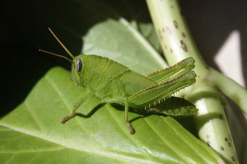 Grillo verde, Cavalletta