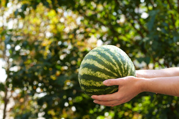 Washing watermelon, outdoors