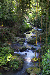 Mystic river in a tropic jungle