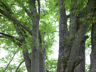 Obraz premium ハルニレの木