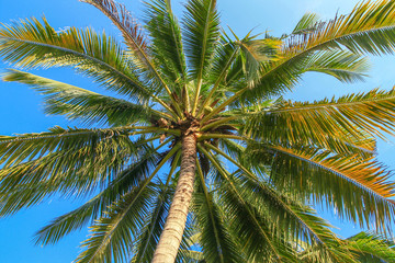 coconut palms on the blue sky background