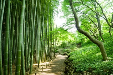 Rideaux tamisants Bambou foret de bambou
