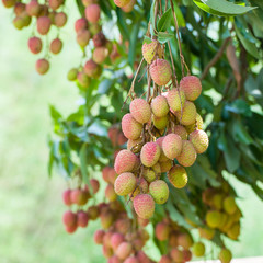 Lychee fruit