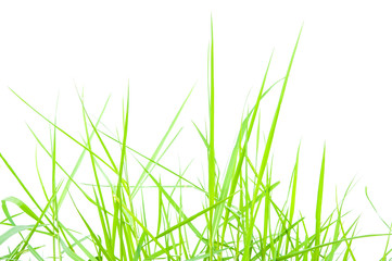 Green grass isolated on white background