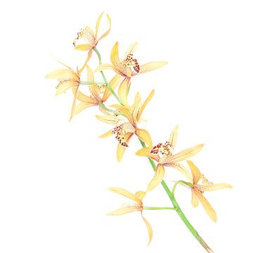 Yellow orchid on a white background.