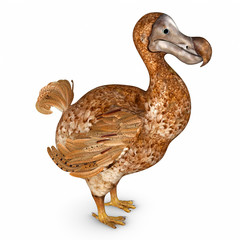 Dodo © 7activestudio