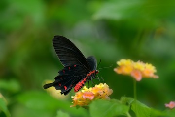 Fototapeta na wymiar Red-bodied Swallowtails Butterfly
