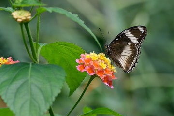 Great Eggfly butterfly and Lantana Flowers