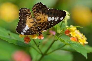 Fototapeta na wymiar Brown Clipper butterfly