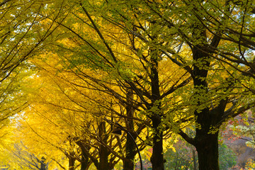 Gingko tree-lined at Hikarigaoka park in Tokyo