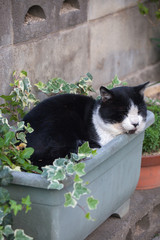 植木で寝る野良猫
