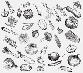 vegetables vector hand drawn