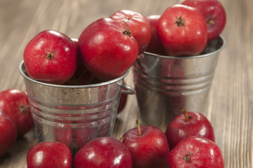 Apples harvest