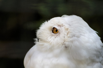 White  Snowy owl head close up