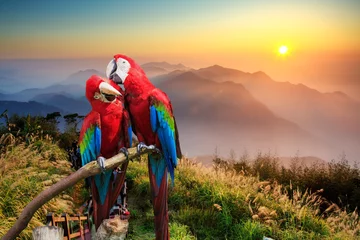 Peel and stick wall murals Asian Places The potrait of Blue & Gold Macaw