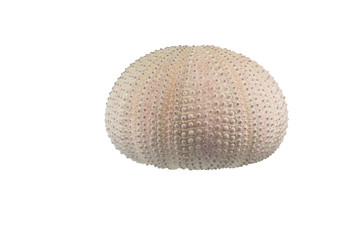 Sea Urchin