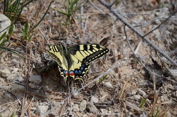 papillon machaon