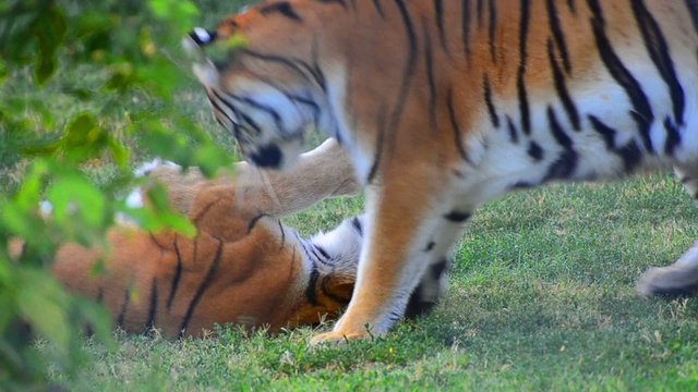Tigers fighting in the wildness