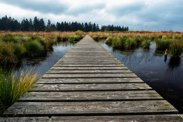 Steg im Moor