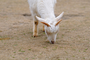 Obraz premium ヤギのポートレート