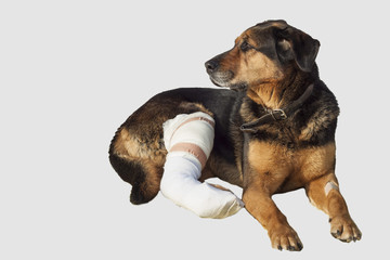 Wounded dog, a broken leg, dog eyes, isolated on white