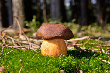 mushroom on moss in forest