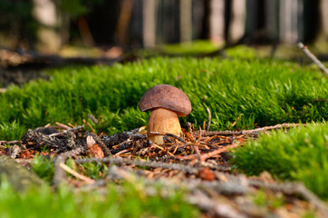 mushroom on moss in forest